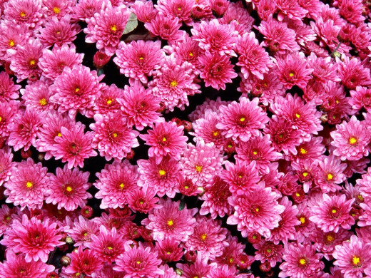 426895 (a): :1600x1200